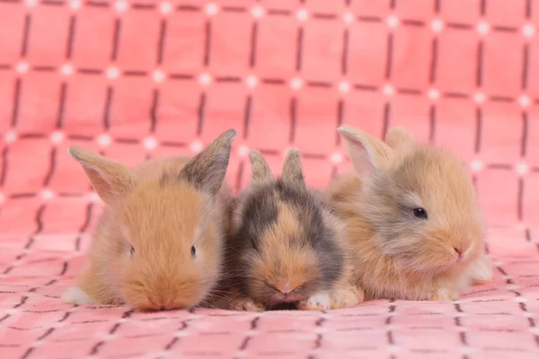 Adorables Jeunes Lapins Sur Fond Tissu Rose Petits Lapins Pelucheux — Photo