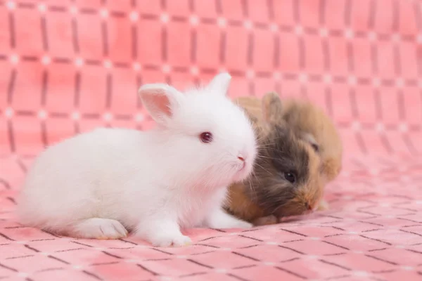 Очаровательные Маленькие Кролики Розовом Фоне Недельные Маленькие Пушистые Зайчики — стоковое фото
