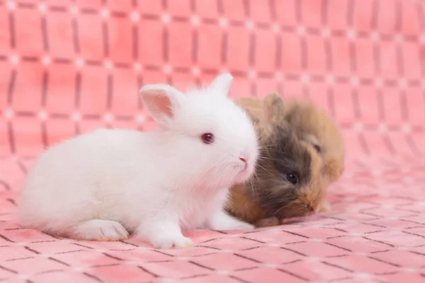 Adorables Jeunes Lapins Sur Fond Tissu Rose Petits Lapins Pelucheux — Photo