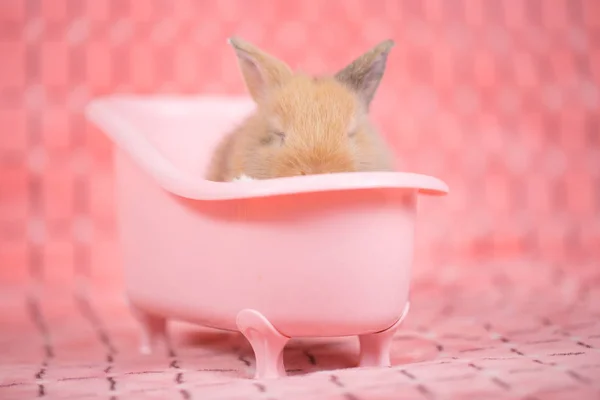Entzückende Junge Baby Kaninchen Rosa Badewanne Als Bad Nehmen Auf — Stockfoto