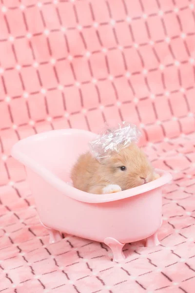Entzückende Junge Baby Kaninchen Rosa Badewanne Als Bad Nehmen Auf — Stockfoto