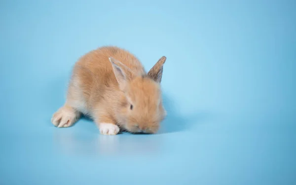 Yong Pequeño Conejo Recién Nacido Sobre Fondo Azul — Foto de Stock