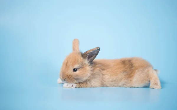 Yong Small New Born Rabbit Blue Background — Stock Photo, Image
