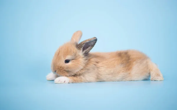 Молодой Маленький Новорожденный Кролик Синем Фоне — стоковое фото