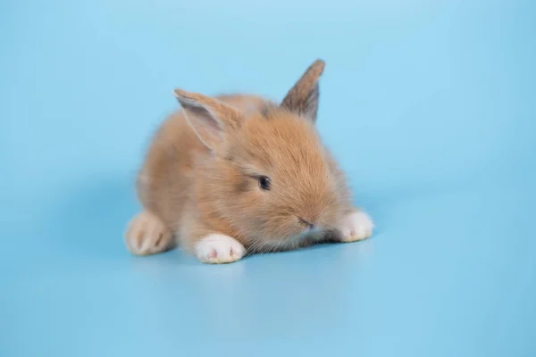 Young Small New Born Rabbit Blue Background — Stock Photo, Image