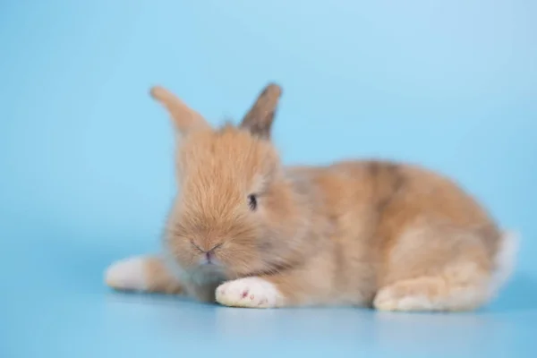 Yong Piccolo Coniglio Appena Nato Sfondo Blu — Foto Stock