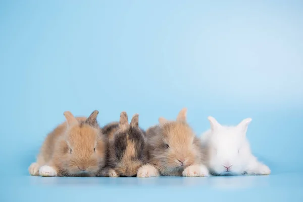 Yong Small New Born Rabbits Blue Background — Stock Photo, Image
