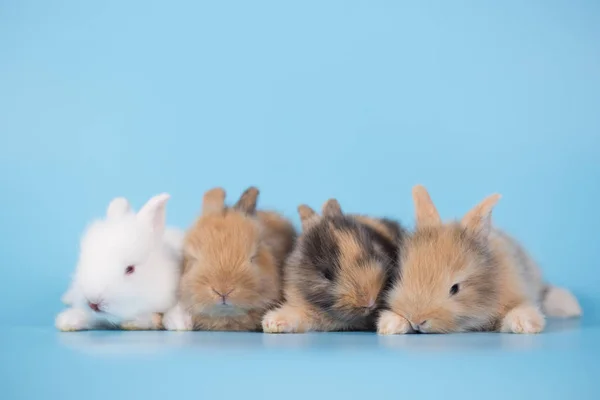 Yong Small New Born Rabbits Blue Background — Stock Photo, Image