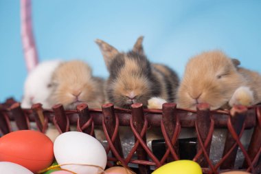 Genç yeni mavi arka plan ile renkli Paskalya tavşan yumurta tarihi.