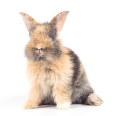 Beyaz arka plan üzerinde izole şirin bebeği tavşan closeup