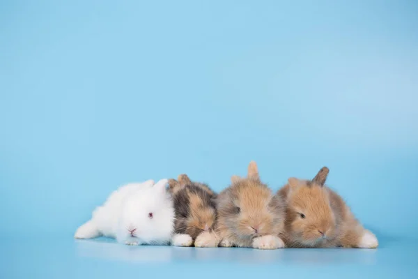 青の背景に龍小さな生まれたウサギ — ストック写真