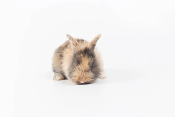 Closeup Cute Baby Rabbit Isolated White Background — Stock Photo, Image