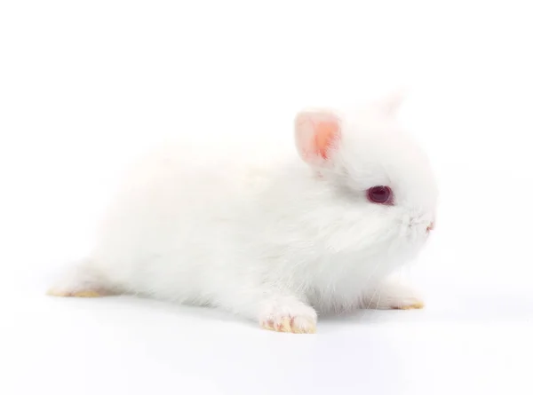 Nahaufnahme Von Niedlichen Baby Kaninchen Isoliert Auf Weißem Hintergrund — Stockfoto