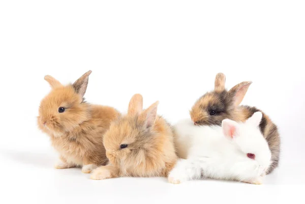 Primer Plano Lindos Conejos Bebé Aislados Sobre Fondo Blanco — Foto de Stock