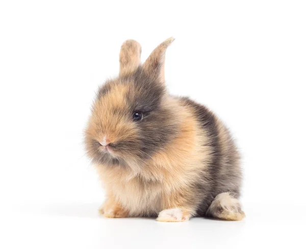 Primer Plano Lindo Conejo Bebé Aislado Sobre Fondo Blanco — Foto de Stock