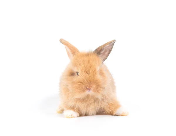 Närbild Söt Baby Kanin Isolerad Vit Bakgrund — Stockfoto