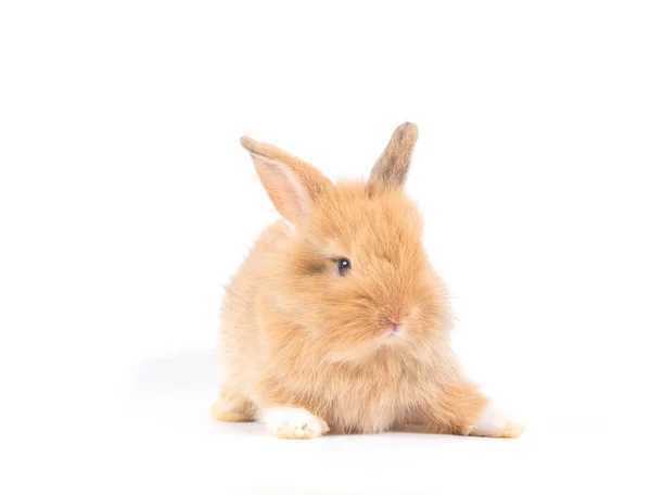 Closeup Cute Baby Rabbit Isolated White Background — Stock Photo, Image