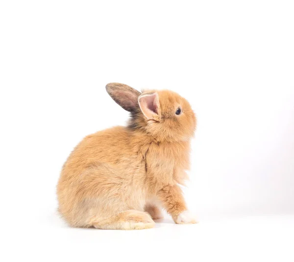 かわいい赤ちゃんうさぎの白い背景で隔離のクローズ アップ — ストック写真