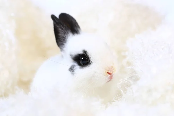 Niedliches Kaninchen Auf Weißem Hintergrund — Stockfoto