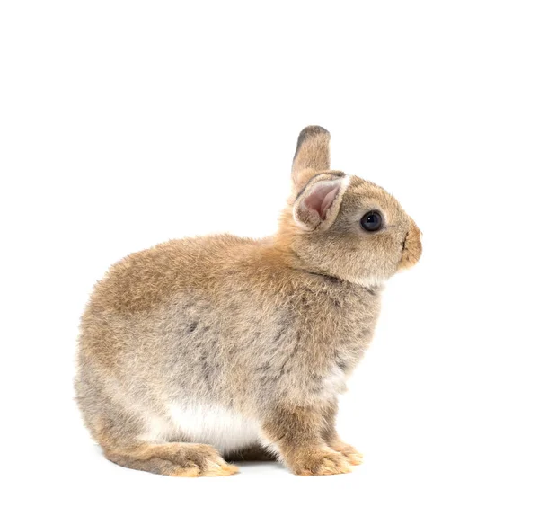 Lindo Conejo Bebé Sobre Fondo Blanco — Foto de Stock