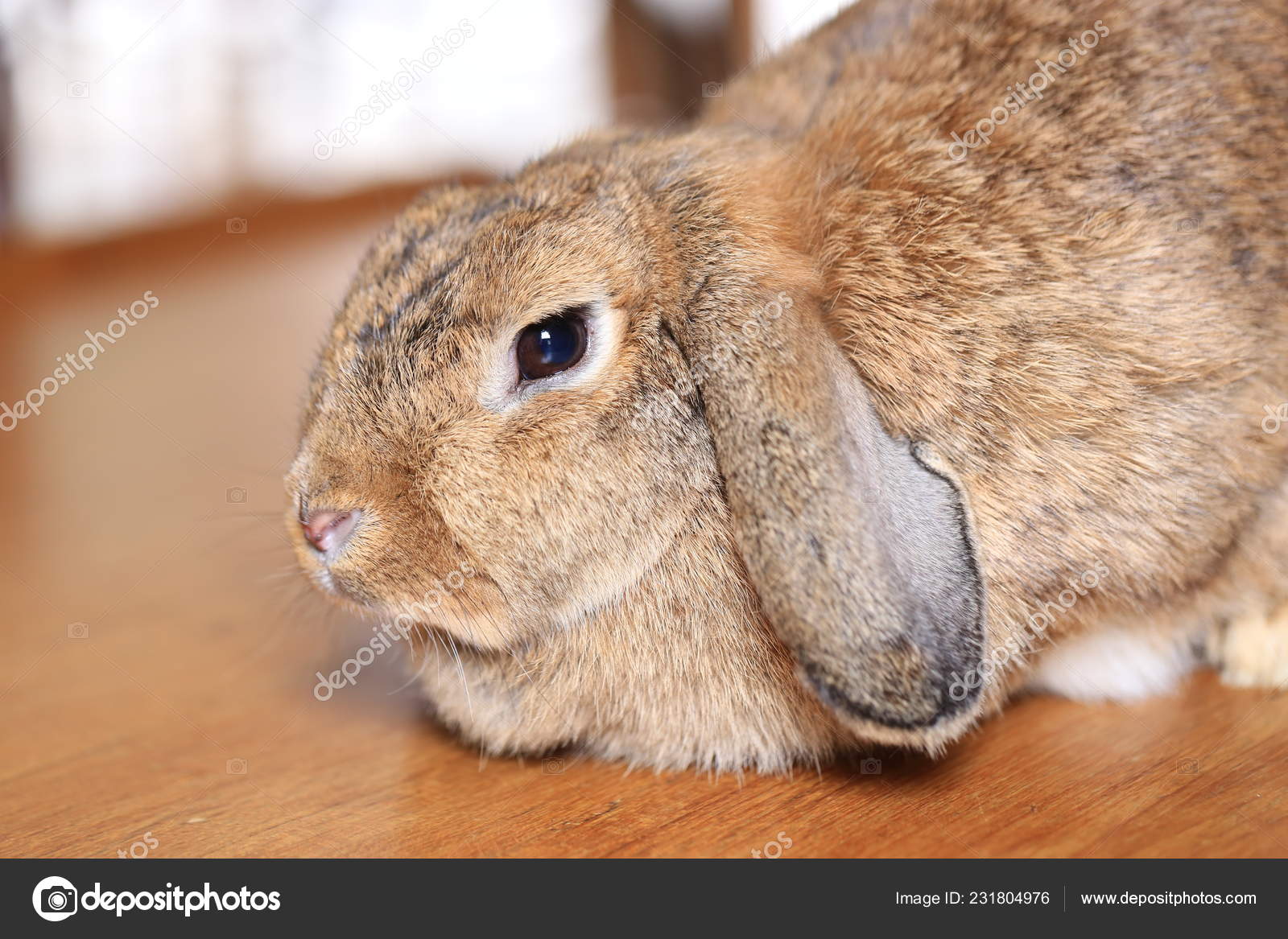 430 Holland Lop Rabbit Stock Photos Images Download Holland Lop Rabbit Pictures On Depositphotos