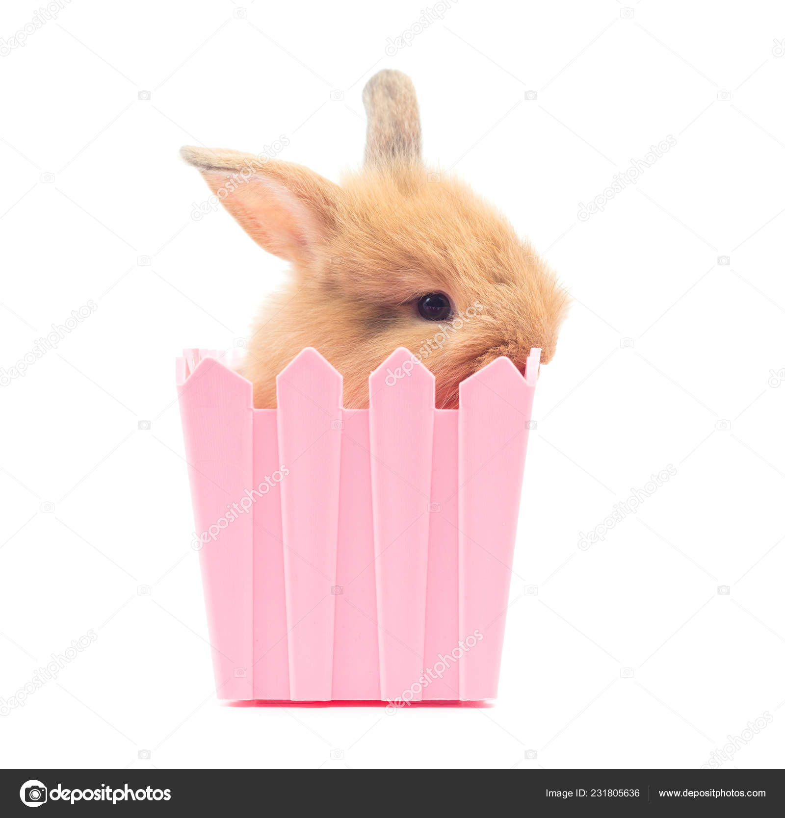 Gros Plan Bebe Lapin Mignon Boite Rose Isole Sur Fond Image Libre De Droit Par Lynn Ku56 Gmail Com C