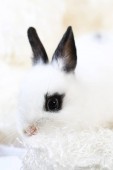 Vértes aranyos fehér és fekete kis holland törpe nyúl. Tüneményes kis állat portré