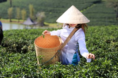 Beyaz Aadai 'li Vietnamlı kadın mı yoksa yeşil çay tarlasında çalışan hasır şapka ve sepetli geleneksel Vietnamlı kadın mı?
