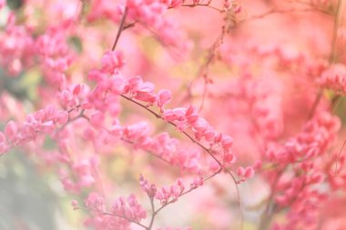 Taze ve tatlı pembe oryantal deseni çiçekler, diğer adı olduğunu pembe asma veya Meksika sarmaşık