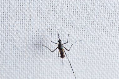 Beyaz kumaş, closeup görünümü sivrisinek