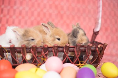 Pembe renkli Paskalya yumurtaları ile genç küçük yeni doğan tavşan