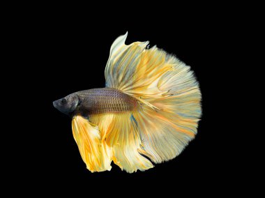 Güzel Siyam mücadele balık veya egzotik daha iyi splenden, closeup vurdu 