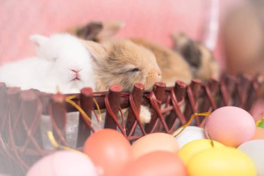 Pembe renkli Paskalya yumurtaları ile genç küçük yeni doğan tavşan