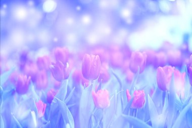 Güzel çiçek açması lale yeşil yaprakları bahçesinde bulunan arka plan bulanık, Chiang Rai parkta