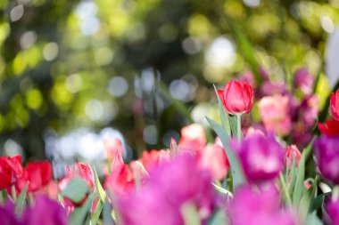 Güzel çiçek açması lale yeşil yaprakları bahçesinde bulunan arka plan bulanık, Chiang Rai parkta