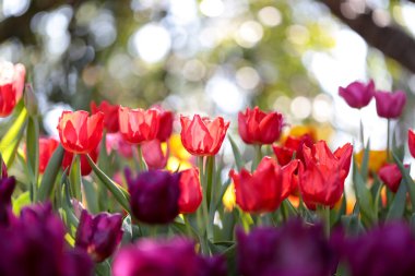 Güzel çiçek açması lale yeşil yaprakları bahçesinde bulunan arka plan bulanık, Chiang Rai parkta