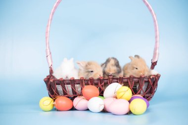 Genç yeni mavi arka plan ile renkli Paskalya tavşan yumurta tarihi.