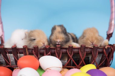 Genç yeni mavi arka plan ile renkli Paskalya tavşan yumurta tarihi.