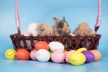 Genç yeni mavi arka plan ile renkli Paskalya tavşan yumurta tarihi.