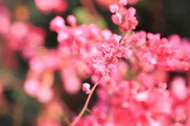 Taze ve tatlı pembe oryantal deseni çiçekler, diğer adı olduğunu pembe asma veya Meksika sarmaşık