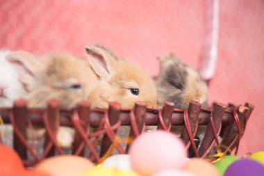 Pembe renkli Paskalya yumurtaları ile genç küçük yeni doğan tavşan