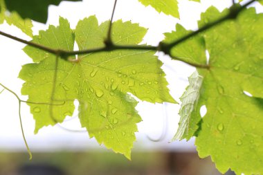 Üzüm bitki doğa taze ham ve yeşil üzüm'ın yapraklarda