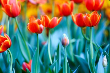 Güzel çiçek açması lale yeşil yaprakları bahçesinde bulunan arka plan bulanık, Chiang Rai parkta