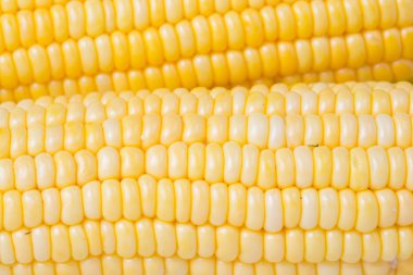 İzole beyaz zemin üzerine taze sarı Mısır