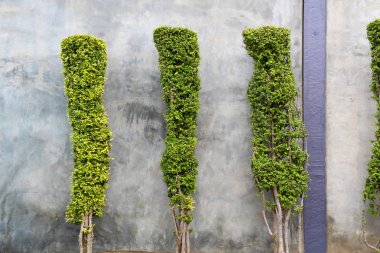 Güzel kesilmiş küçük ağaç olarak uzun ve uzun boylu şekil geçit üzerinde arka plan olarak doğa beton duvar ile