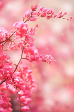 Taze ve tatlı pembe oryantal deseni çiçekler, diğer adı olduğunu pembe asma veya Meksika sarmaşık