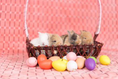 Pembe renkli Paskalya yumurtaları ile genç küçük yeni doğan tavşan