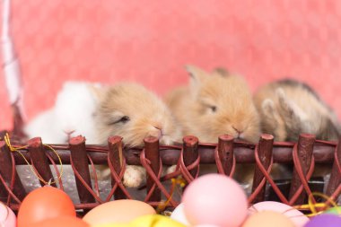 Pembe renkli Paskalya yumurtaları ile genç küçük yeni doğan tavşan