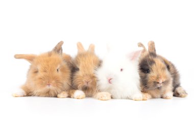 Beyaz arka planda izole edilmiş şirin yavru tavşanların yakın çekimi