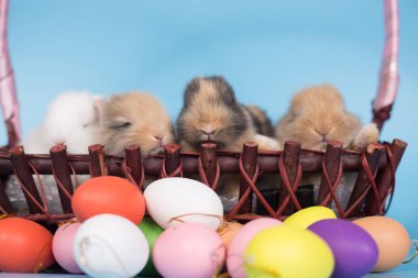 Genç yeni mavi arka plan ile renkli Paskalya tavşan yumurta tarihi.